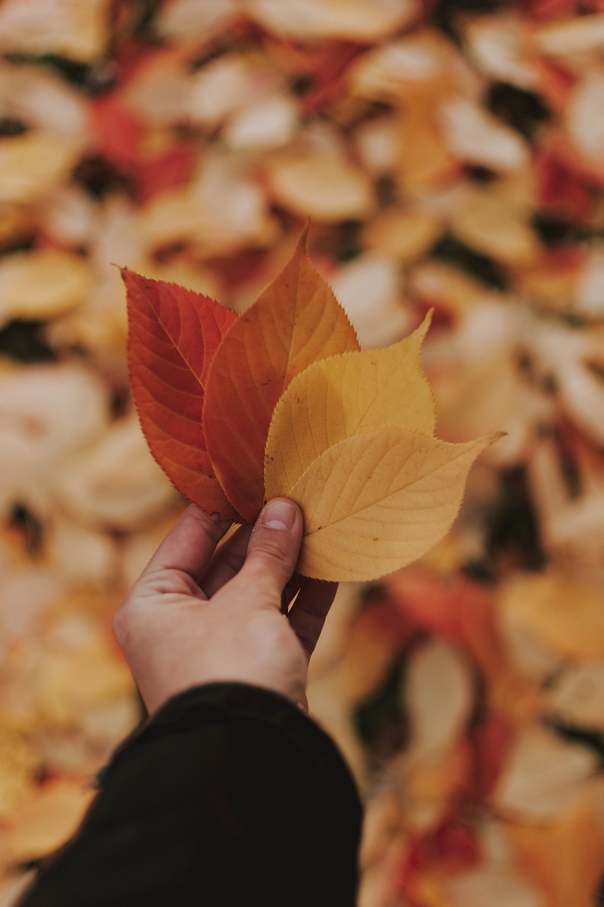 fall-4589724_1280