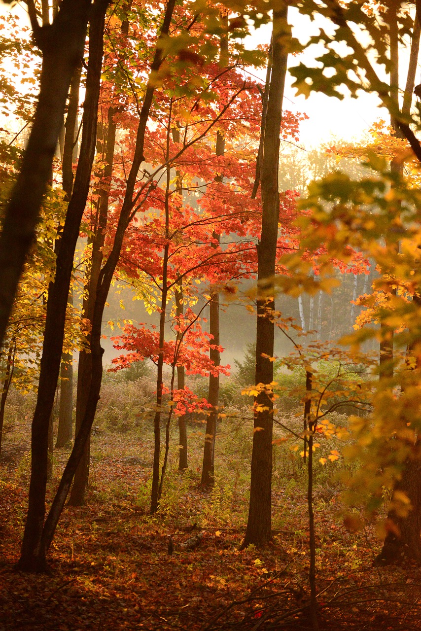 trees-5555938_1280